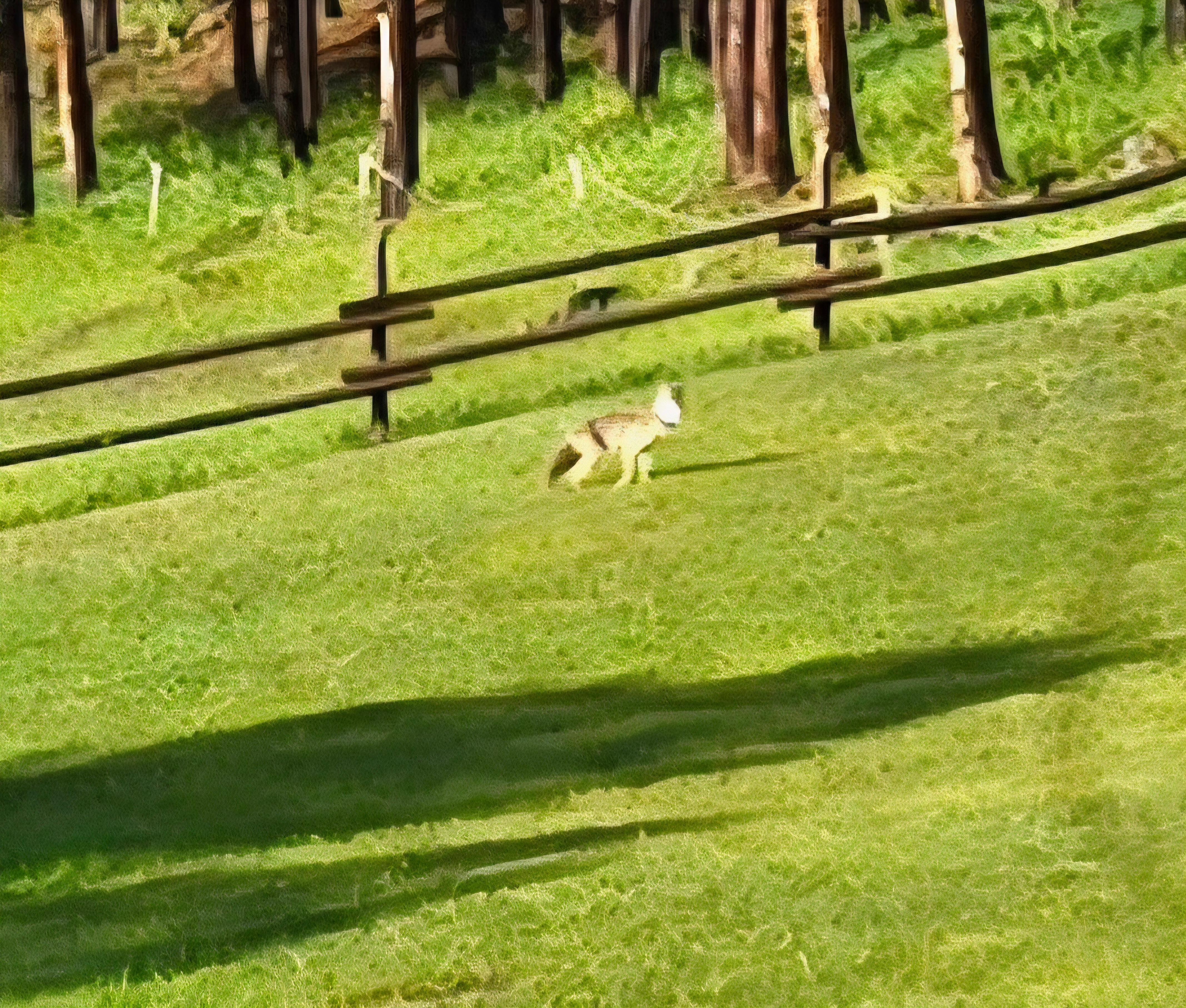 A Coyote visiting