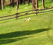 A Coyote visiting