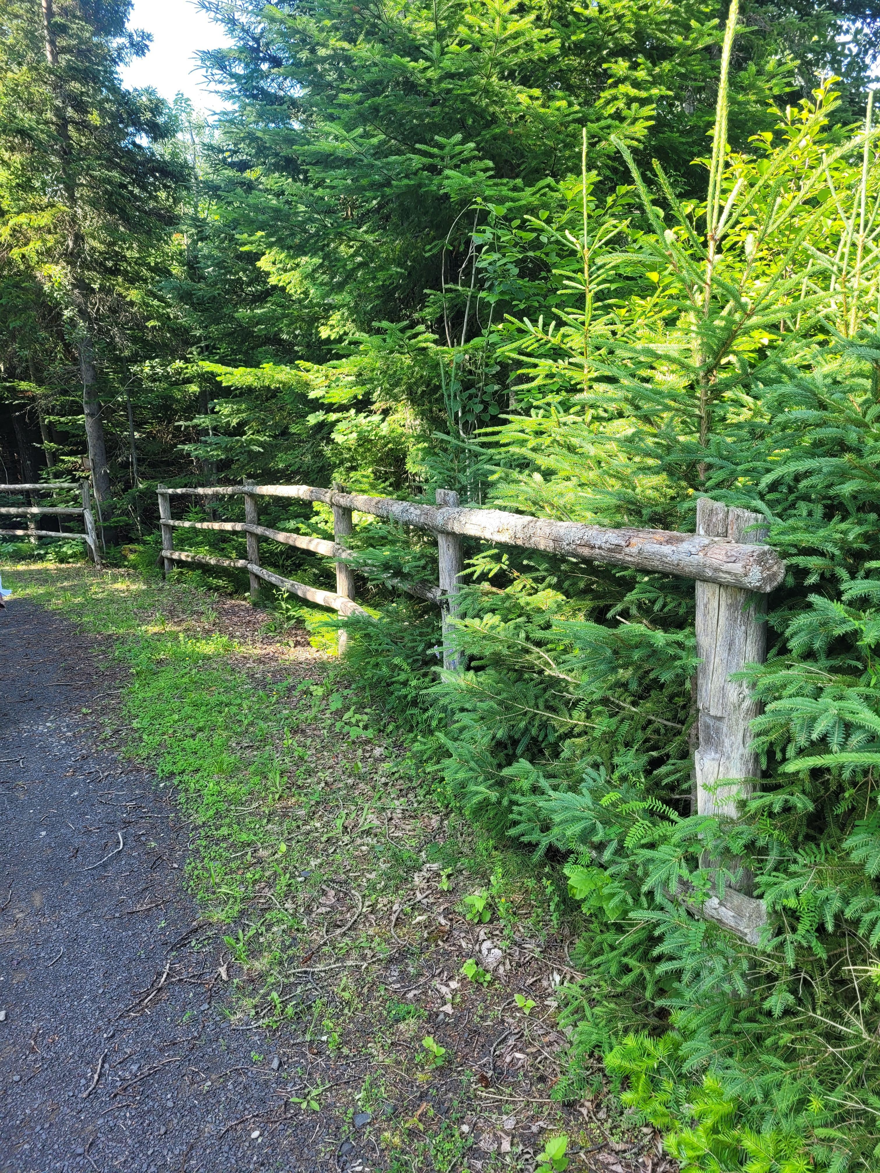 Walking trail