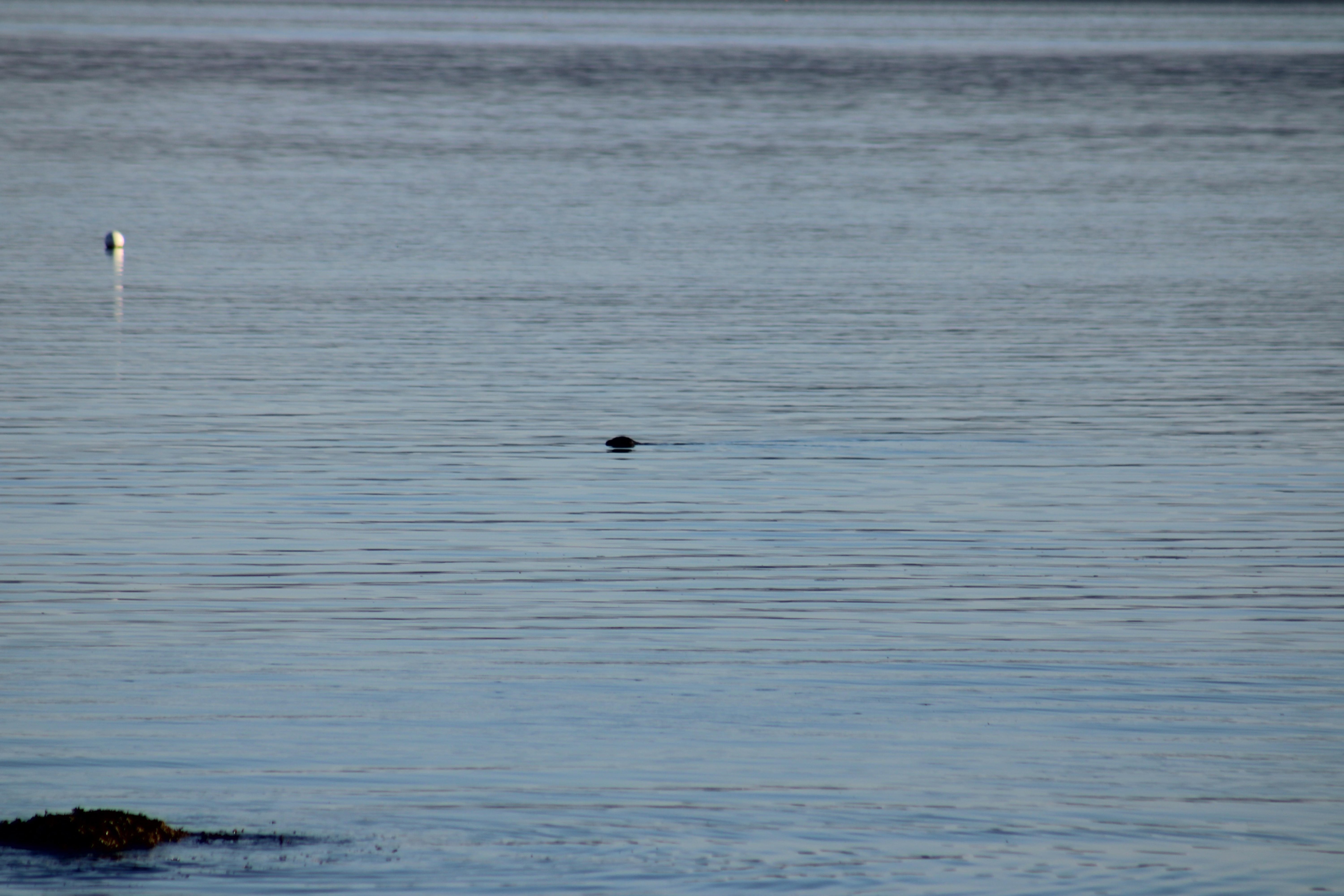 Seal from Kitchen window