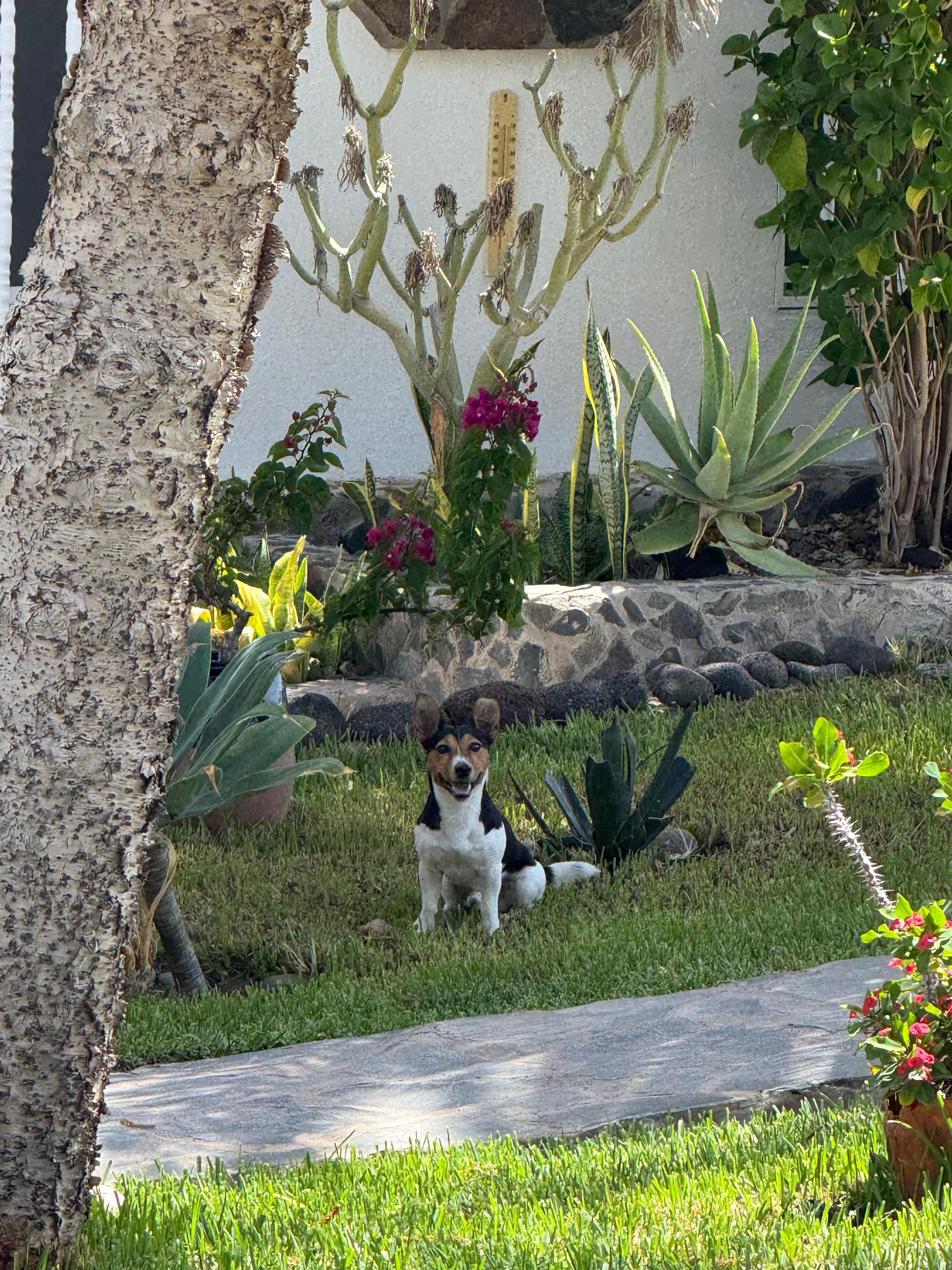 Le jardin face au bungalow