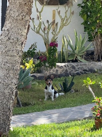 Le jardin face au bungalow