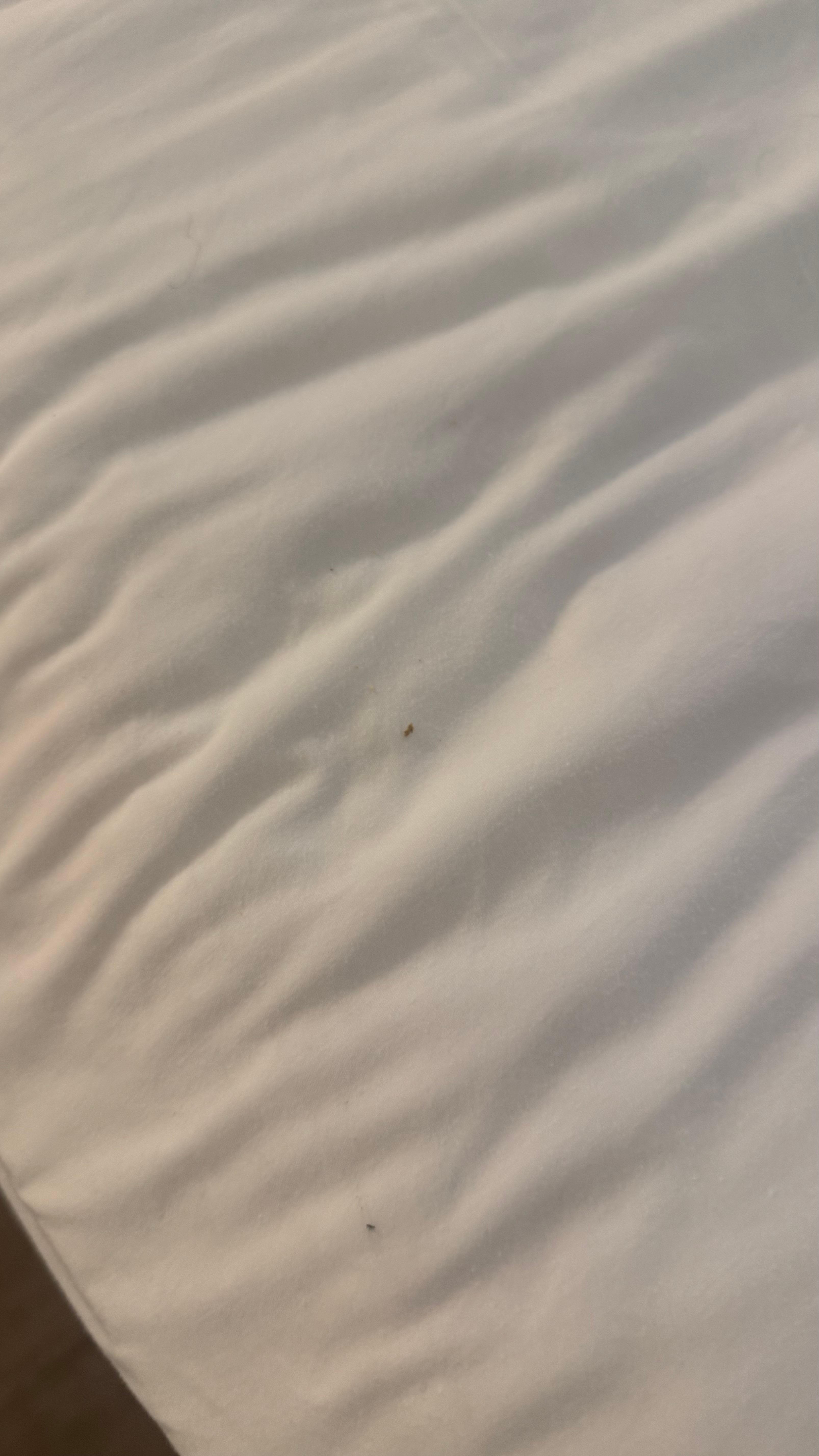 Bug I had to smush that crawled on me