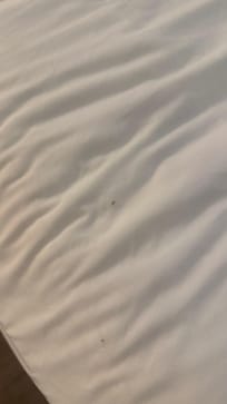 Bug I had to smush that crawled on me