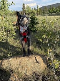 The Dog run is fantastic
