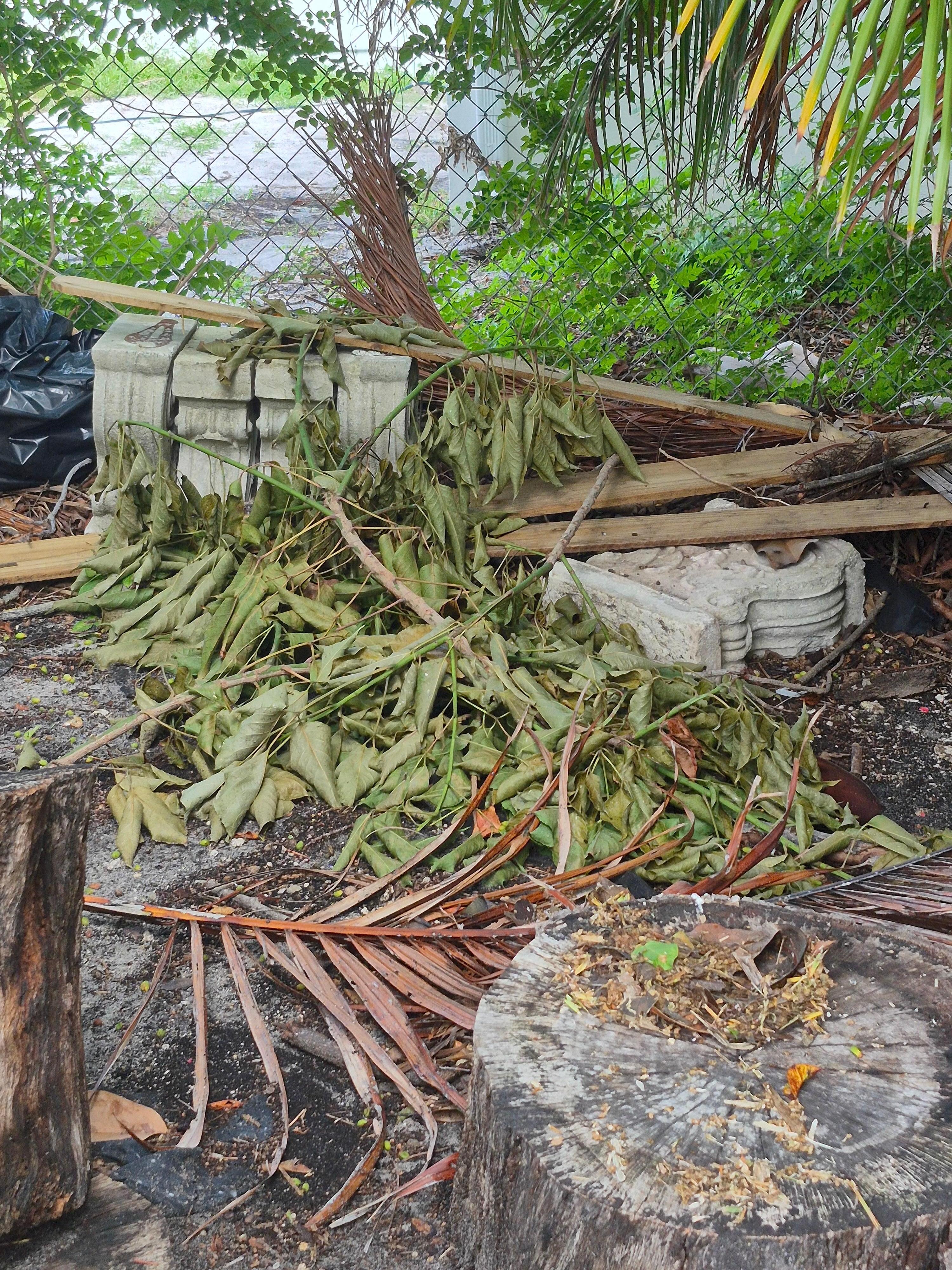 This is just inside the fence to the back yard. 