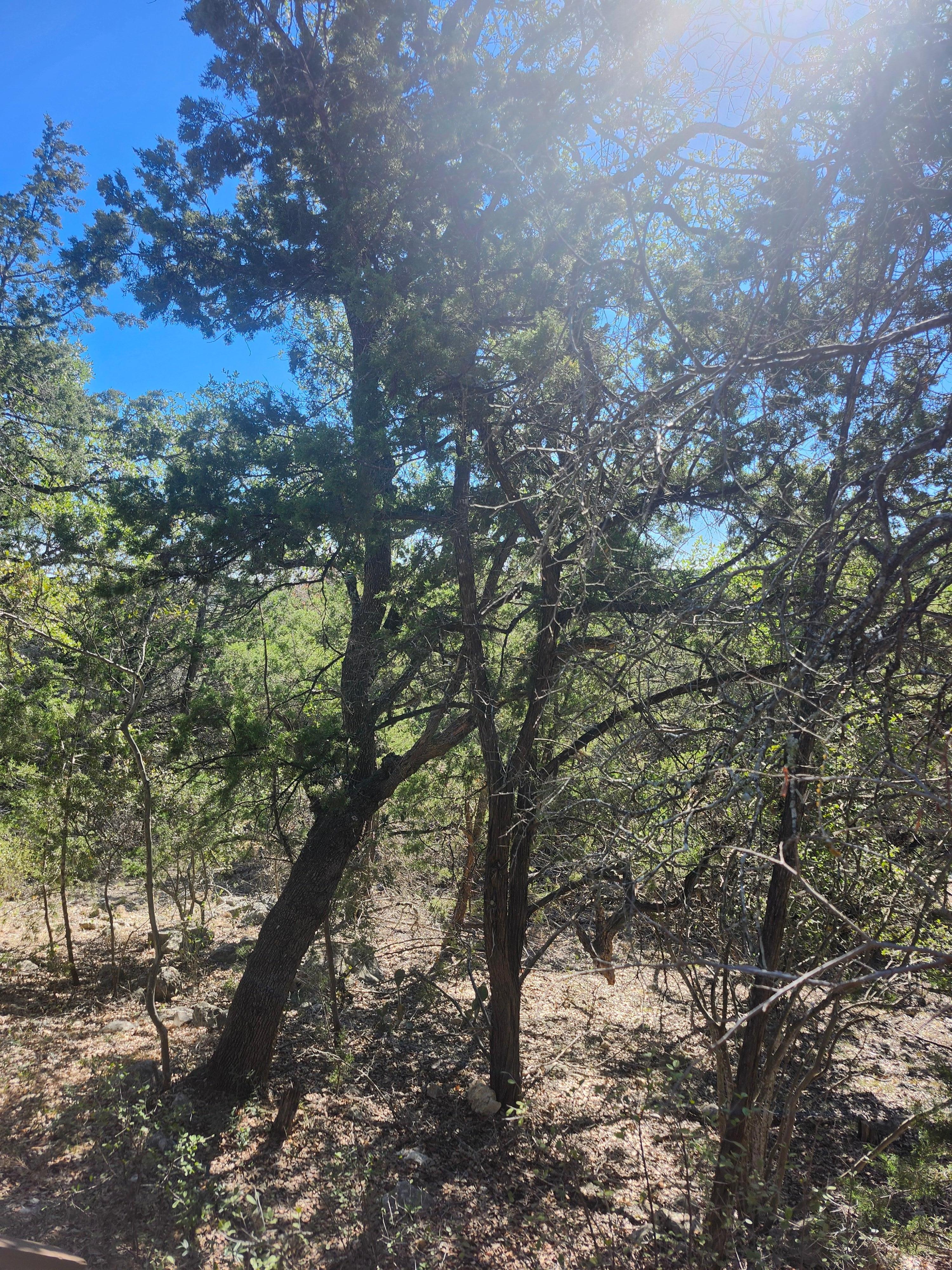 View from the porch.