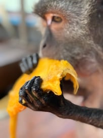 The monkeys swim and get on the boat! Crew had a huge bag of fruit for them.