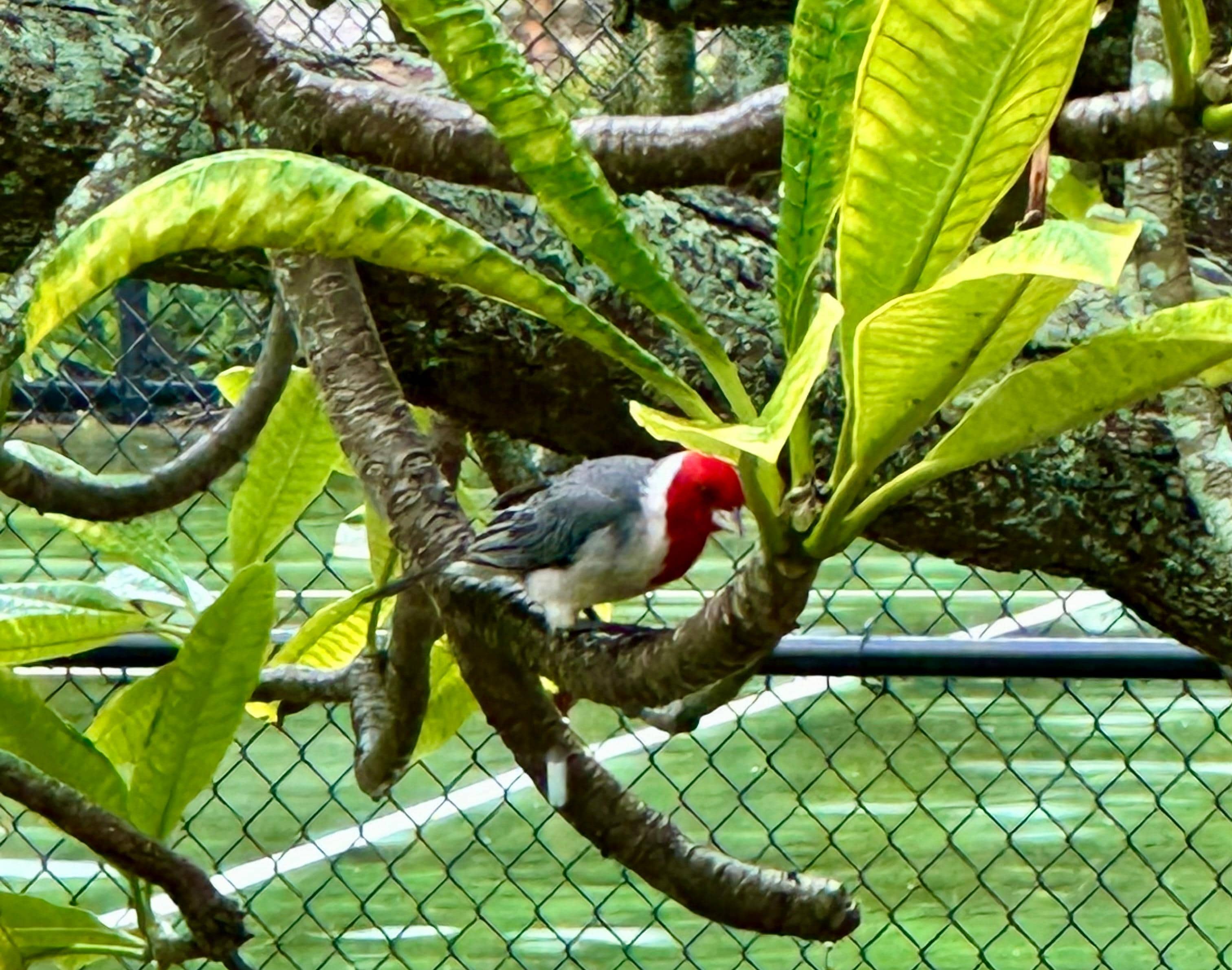 Bird flew on to our lanai