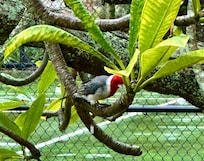 Bird flew on to our lanai