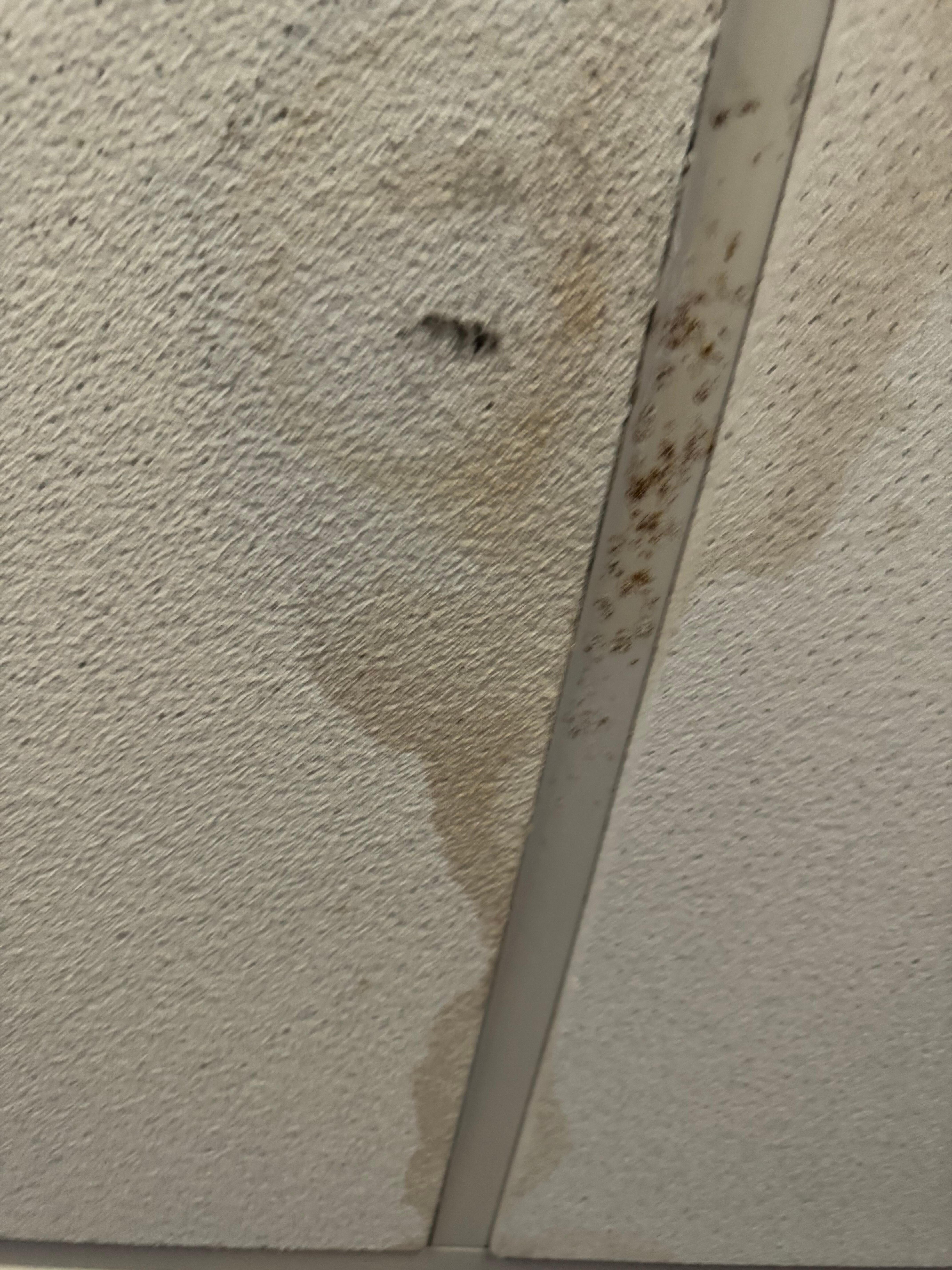 Mold water stained
