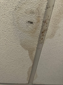 Mold water stained