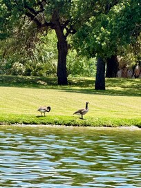 Our favorite Cove on lake LBJ, we named it Master Craft! 🩵🥂 🦋