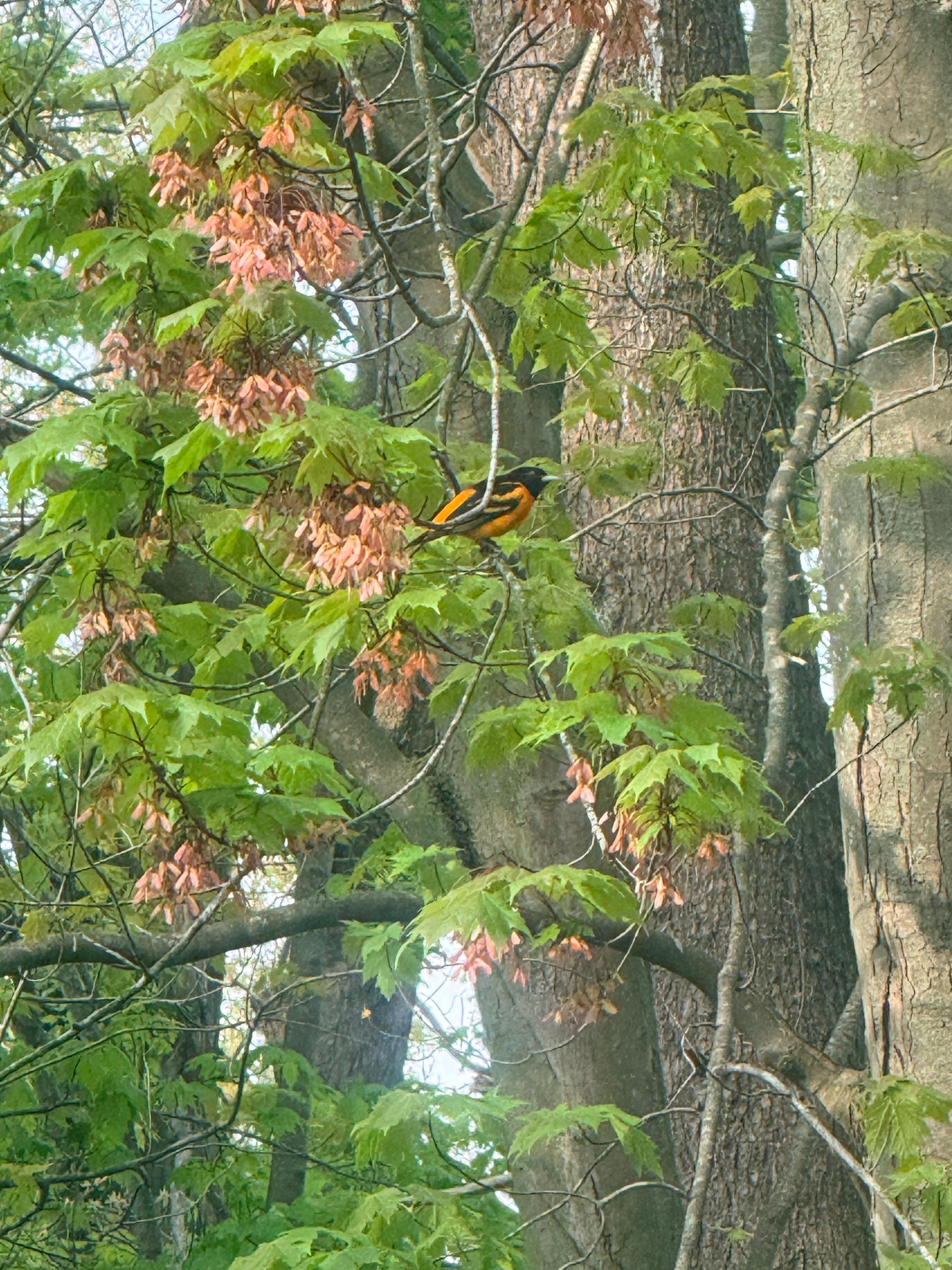 Enjoyed bird watching in the morning. 