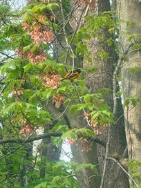 Enjoyed bird watching in the morning.