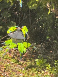 Parrots visiting every day, very noisy.