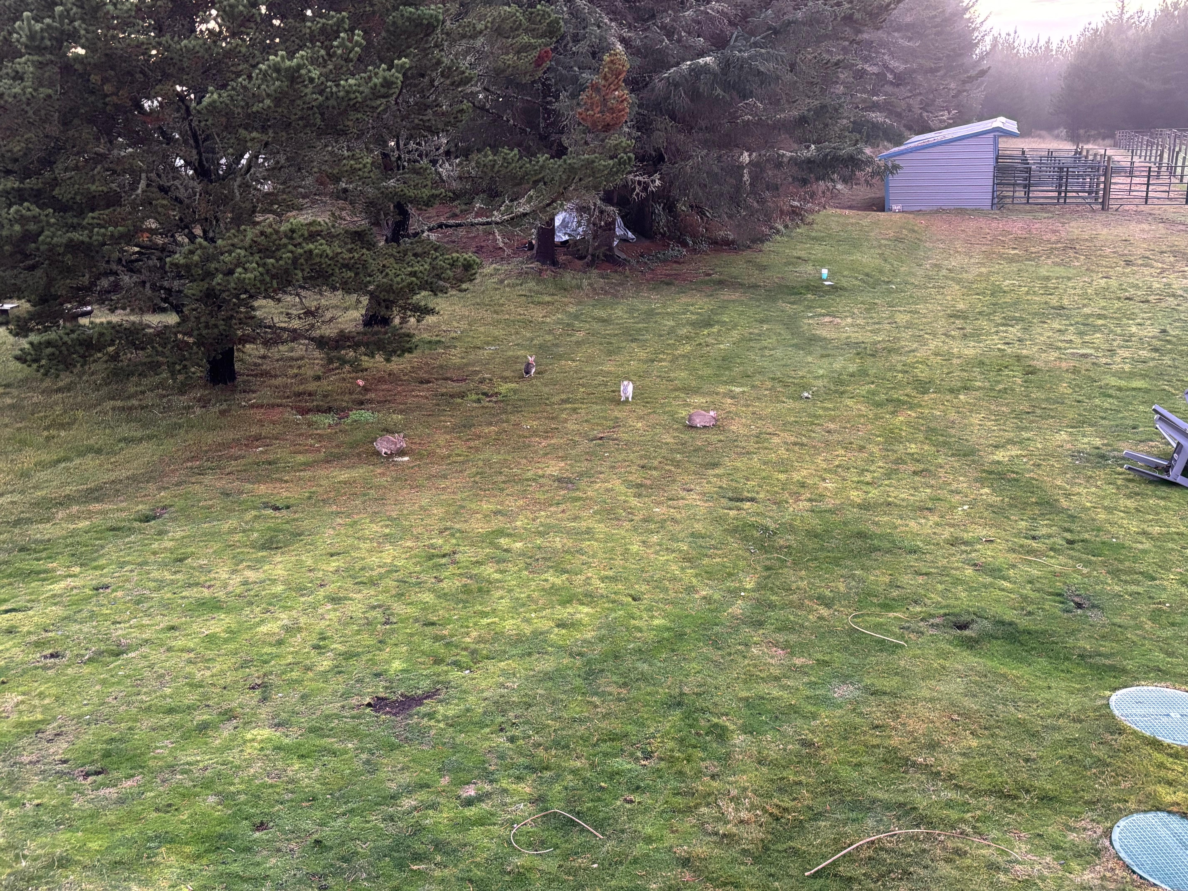 Bunnies in the back. 