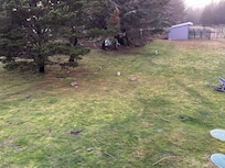 Bunnies in the back.