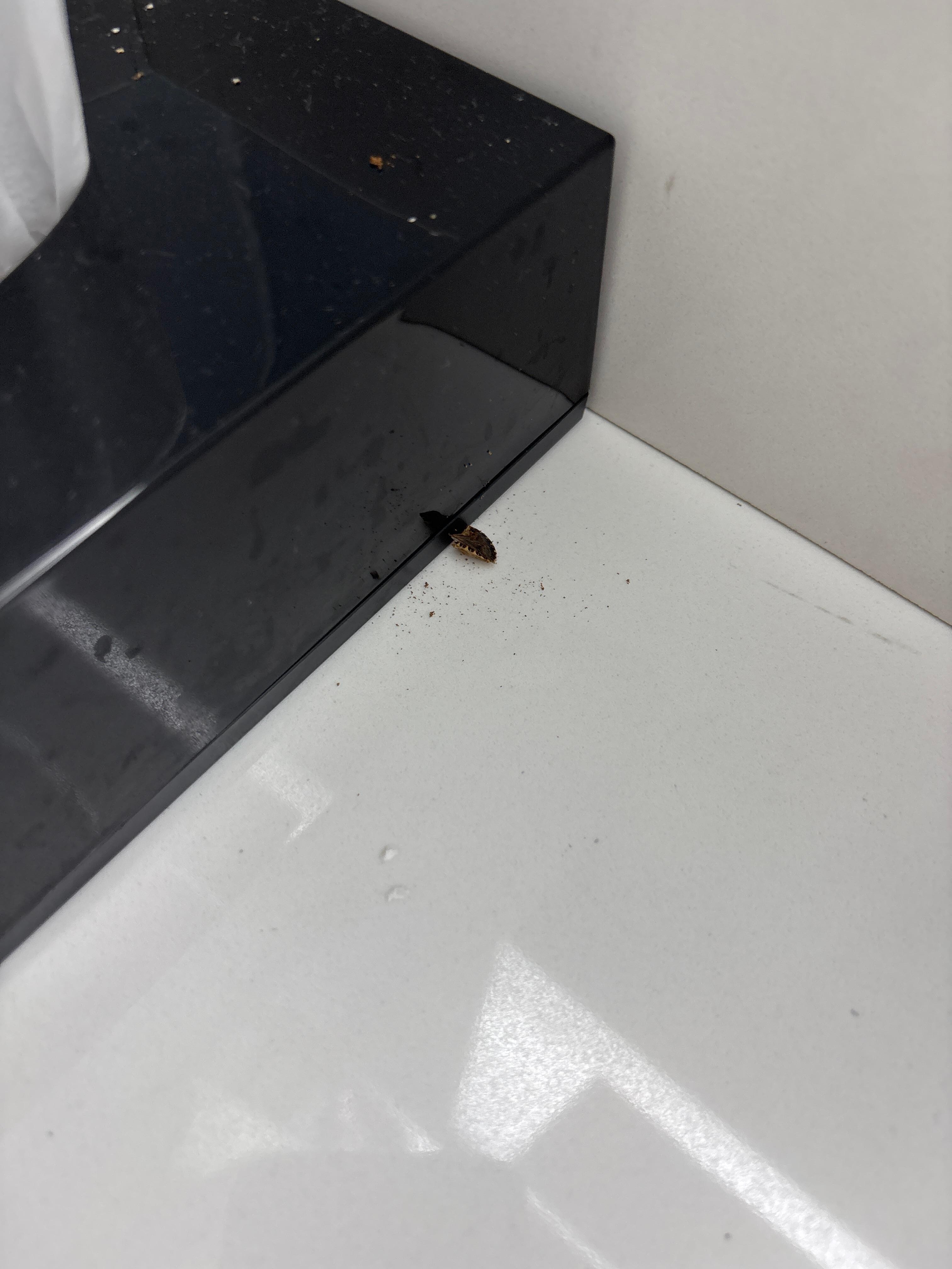 Bugs in the bathroom