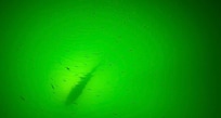 The bait fish are fun to watch. Red fish are good to eat!