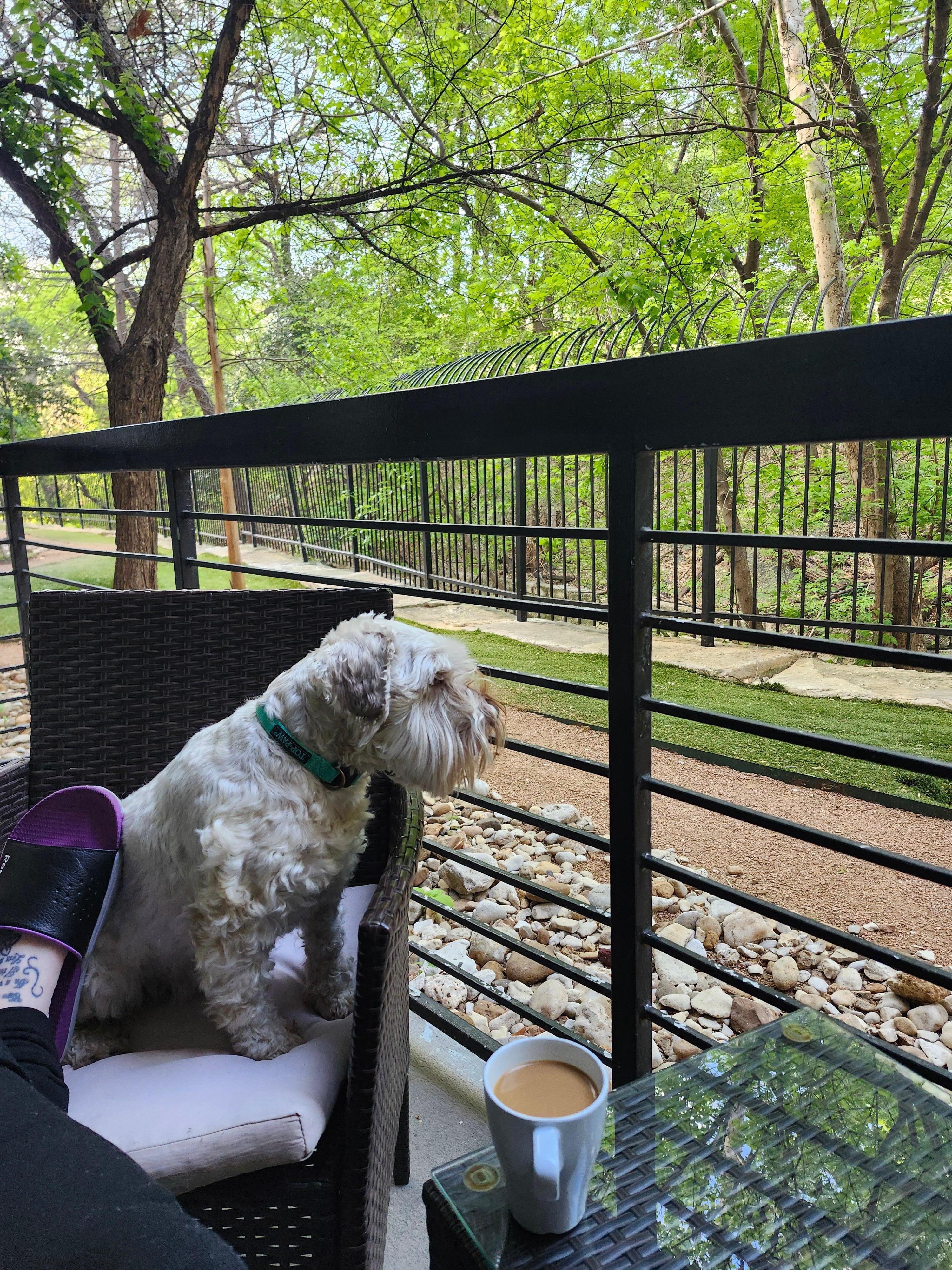 View of the dog park from private balcony