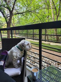 View of the dog park from private balcony