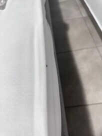 Bed bug