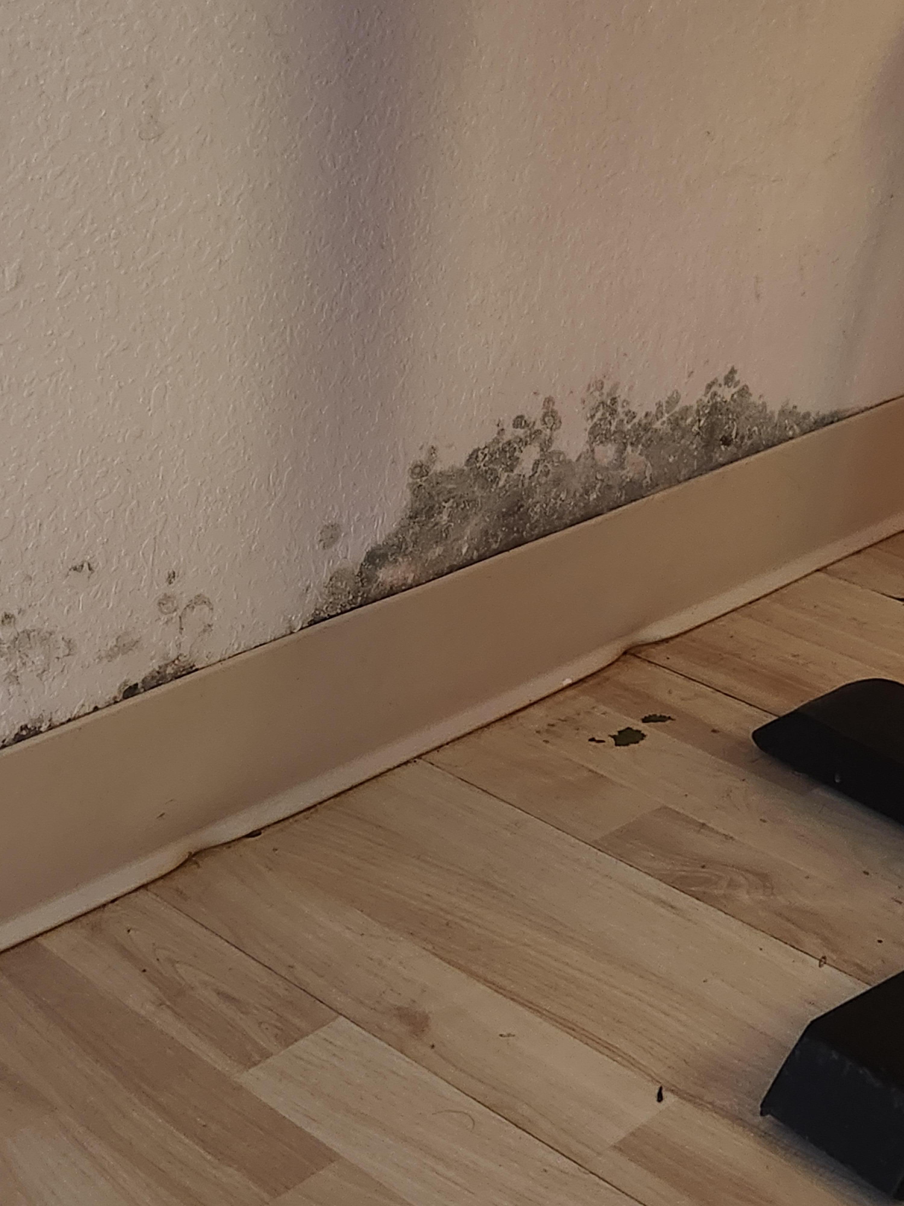 Mold crawling up the wall