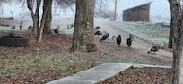 Wake up to turkeys in the yard.