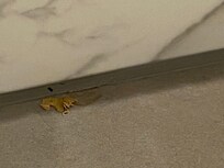 Dirty floor in bathroom