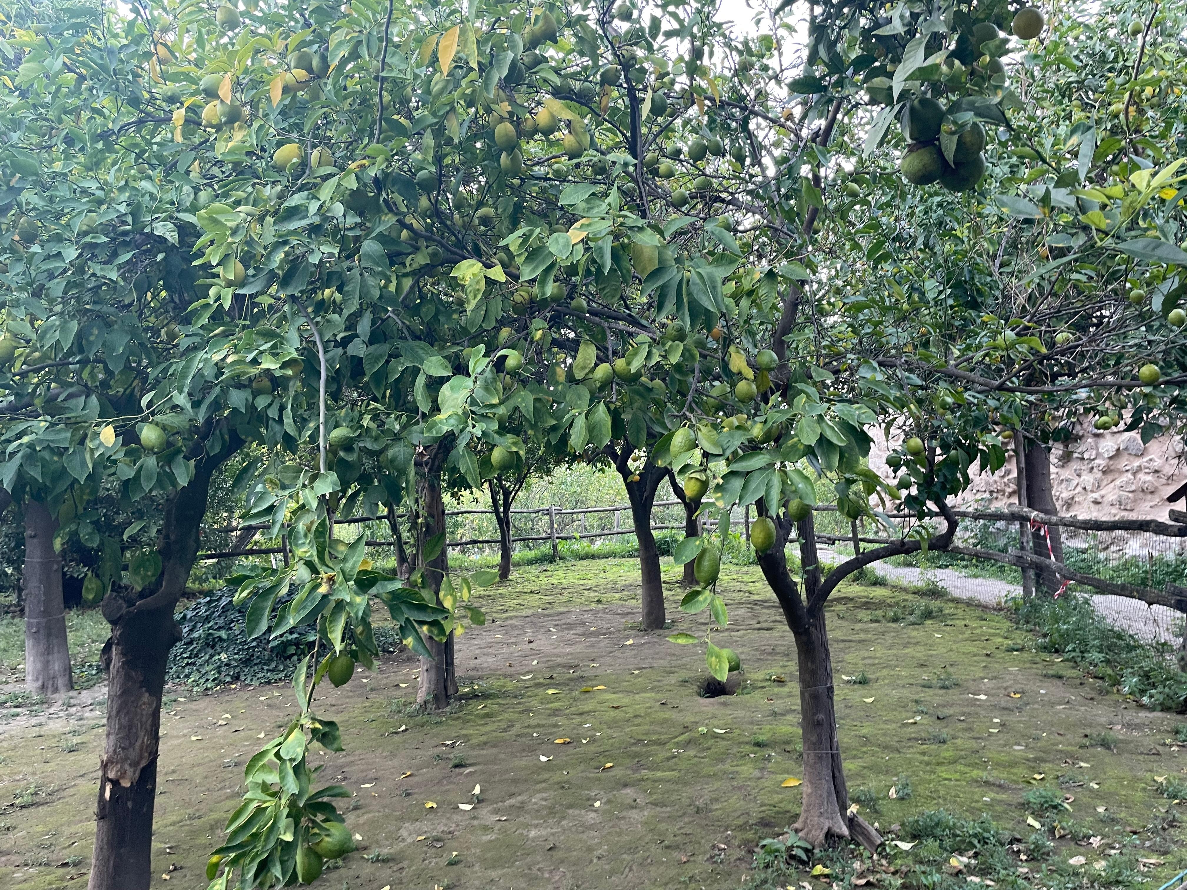 The garden near our apartment 