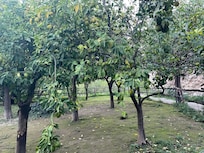 The garden near our apartment