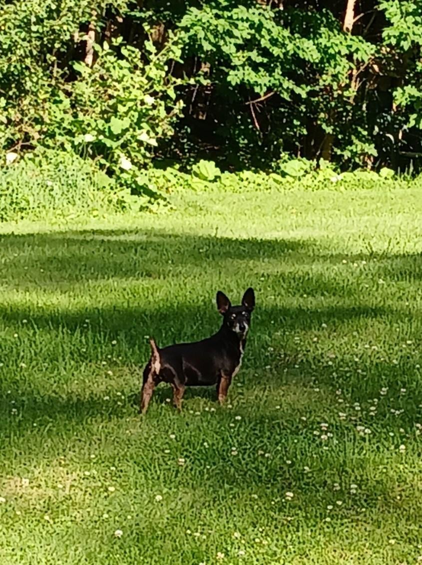 One of my littles enjoying the backyard & weather!