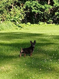 One of my littles enjoying the backyard & weather!