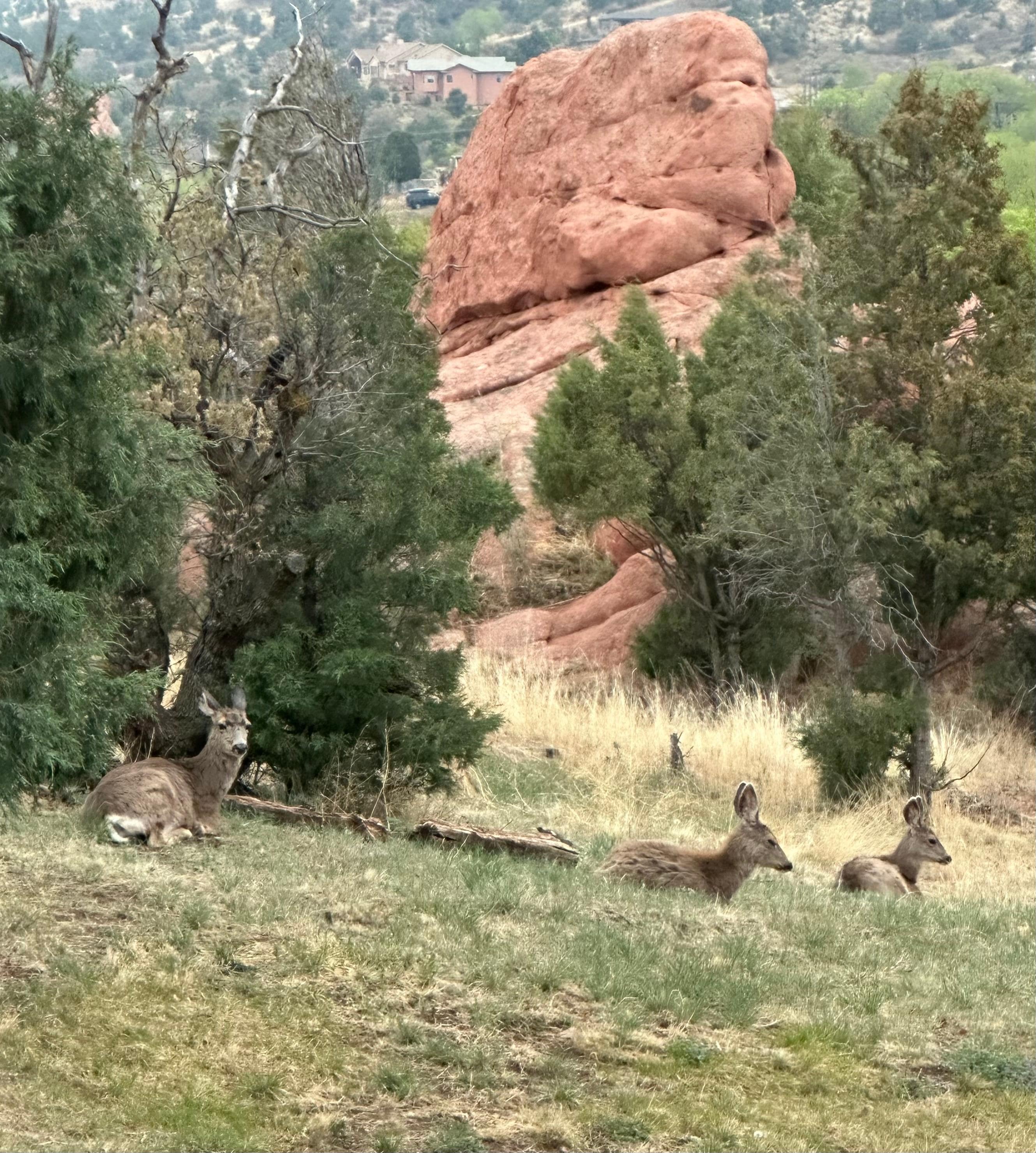 View of backyard with deer every day