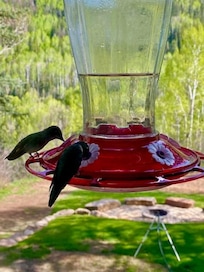 Hummingbirds are in abundance out of the dining window and on the deck (pro tip: don't wear red if sitting outside)