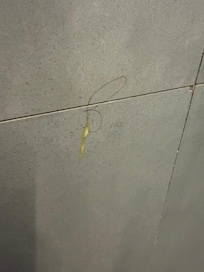 Dirty shower with hair on walls. The room wasn’t cleaned prior to my arrival