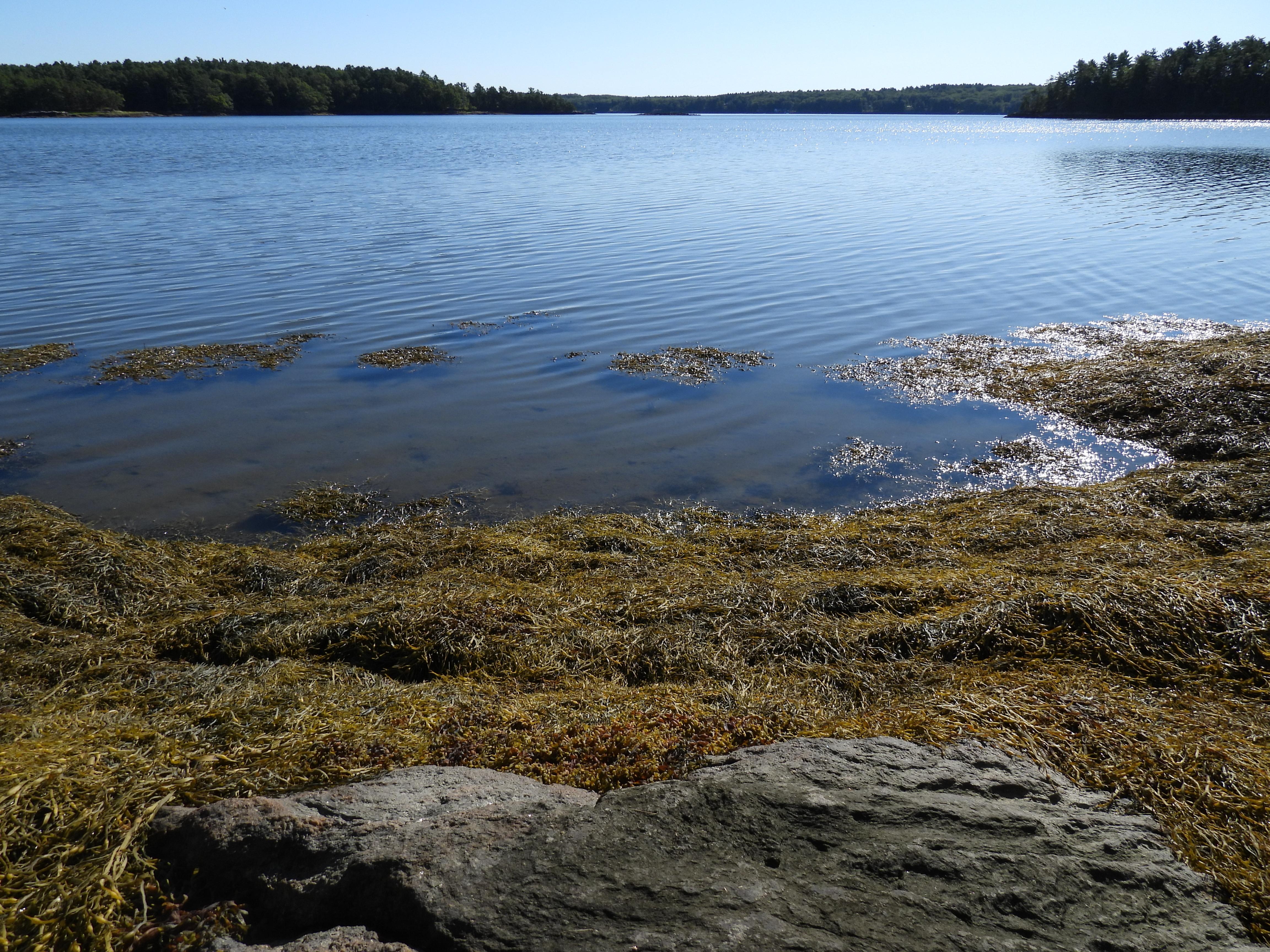 Sitting on the rocks watching the tide go out.