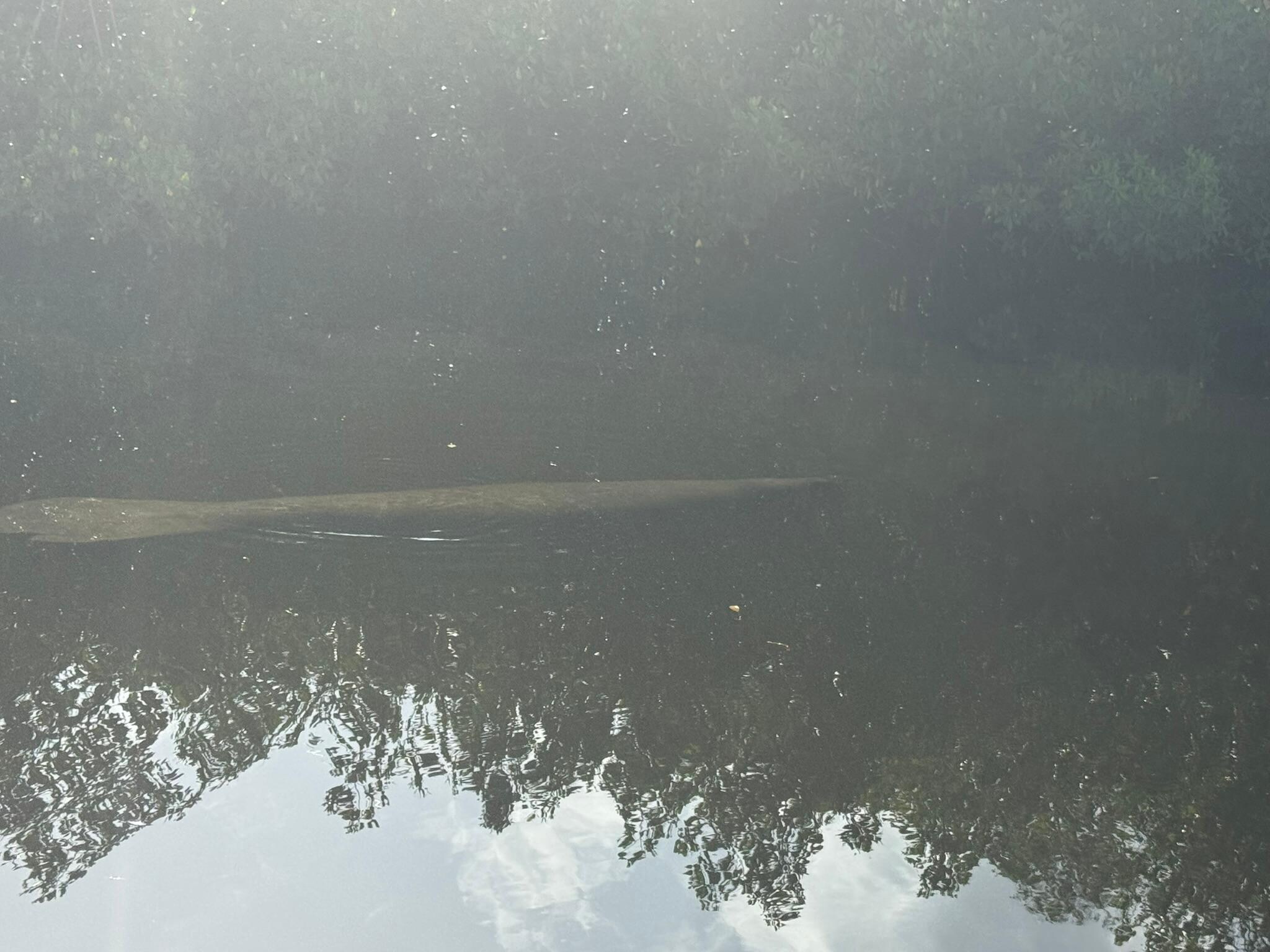 Manatee sighting