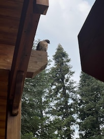 Special visitor front porch