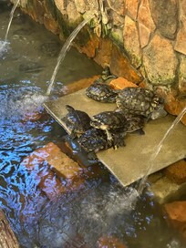Turtles