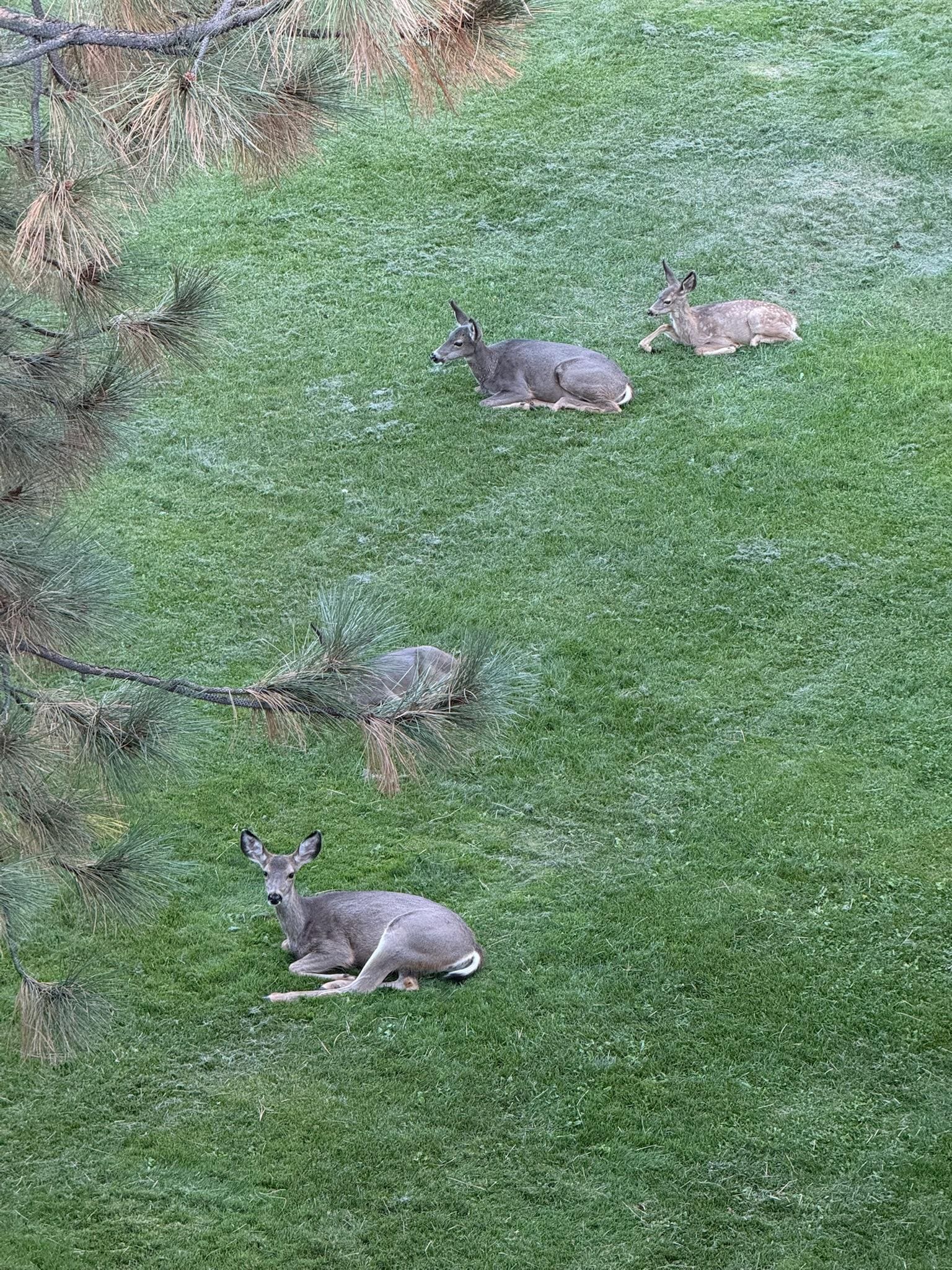 Mike deer right out the balcony 