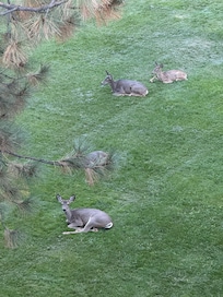 Mike deer right out the balcony
