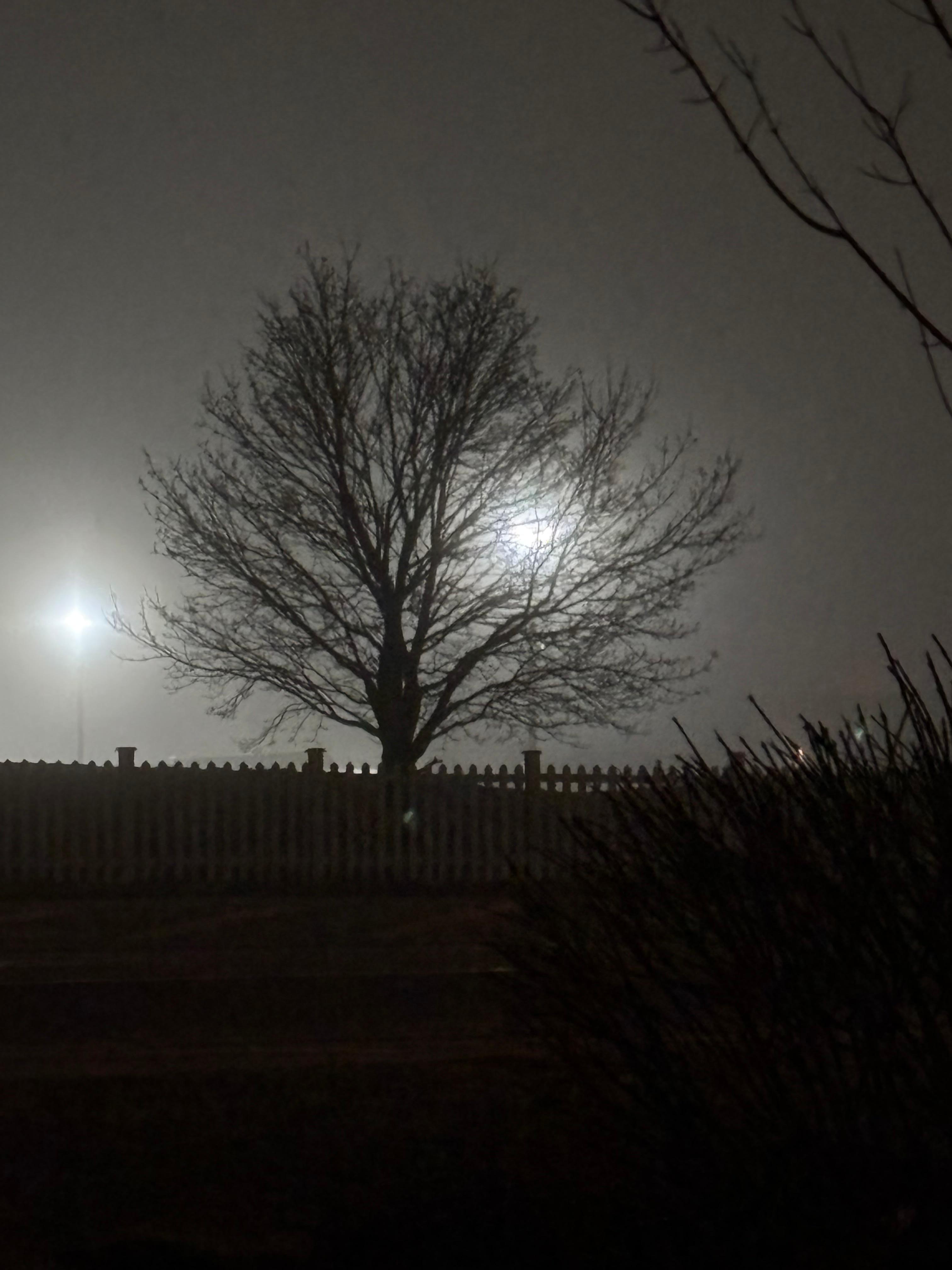 View from pet area outside at night