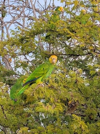parrots visited most mornings