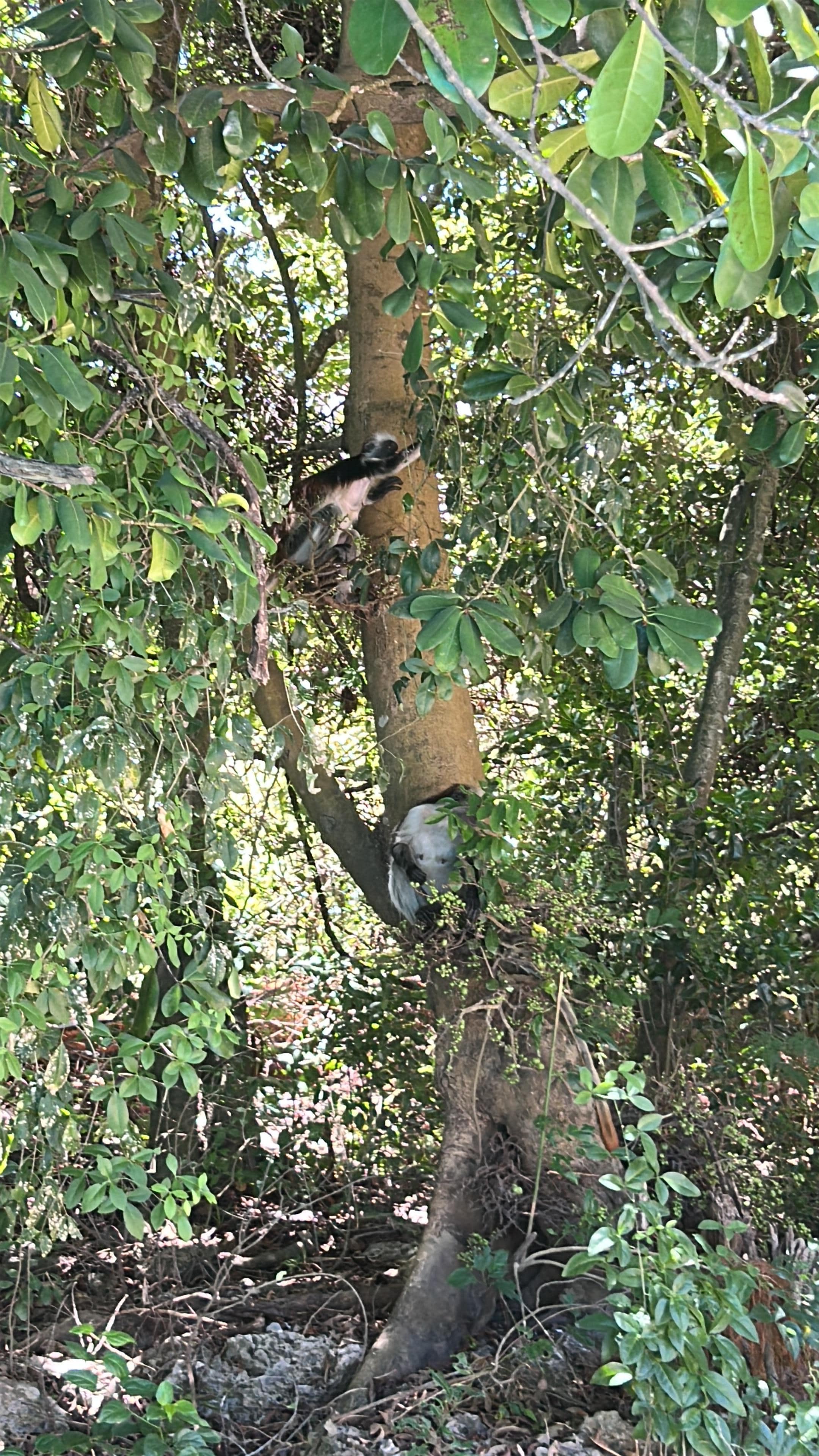 Am Pool einfach Affen an den Bäumen.
Einfach Safari mit dabei 😍