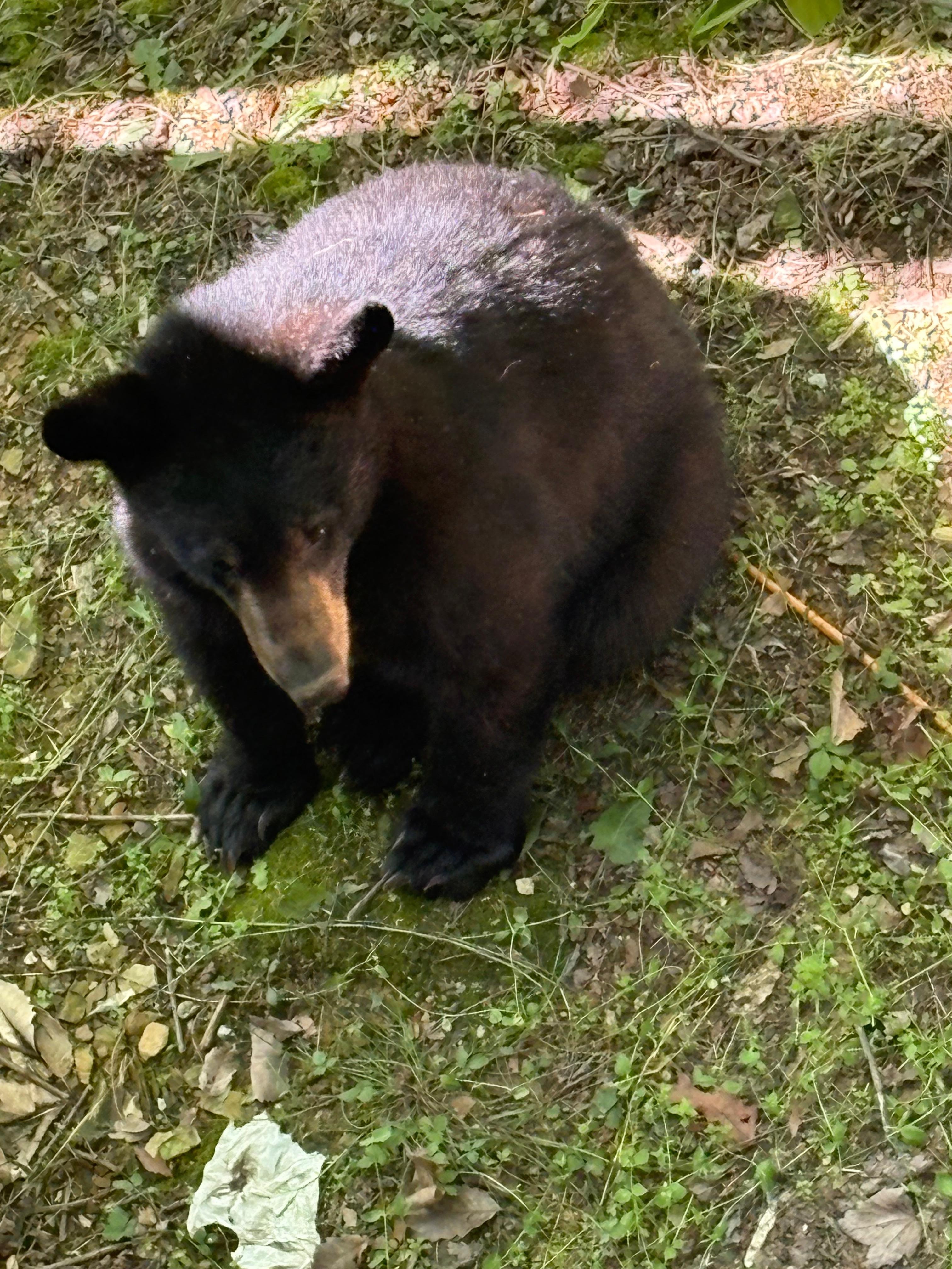 Bear sitting out back