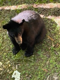 Bear sitting out back
