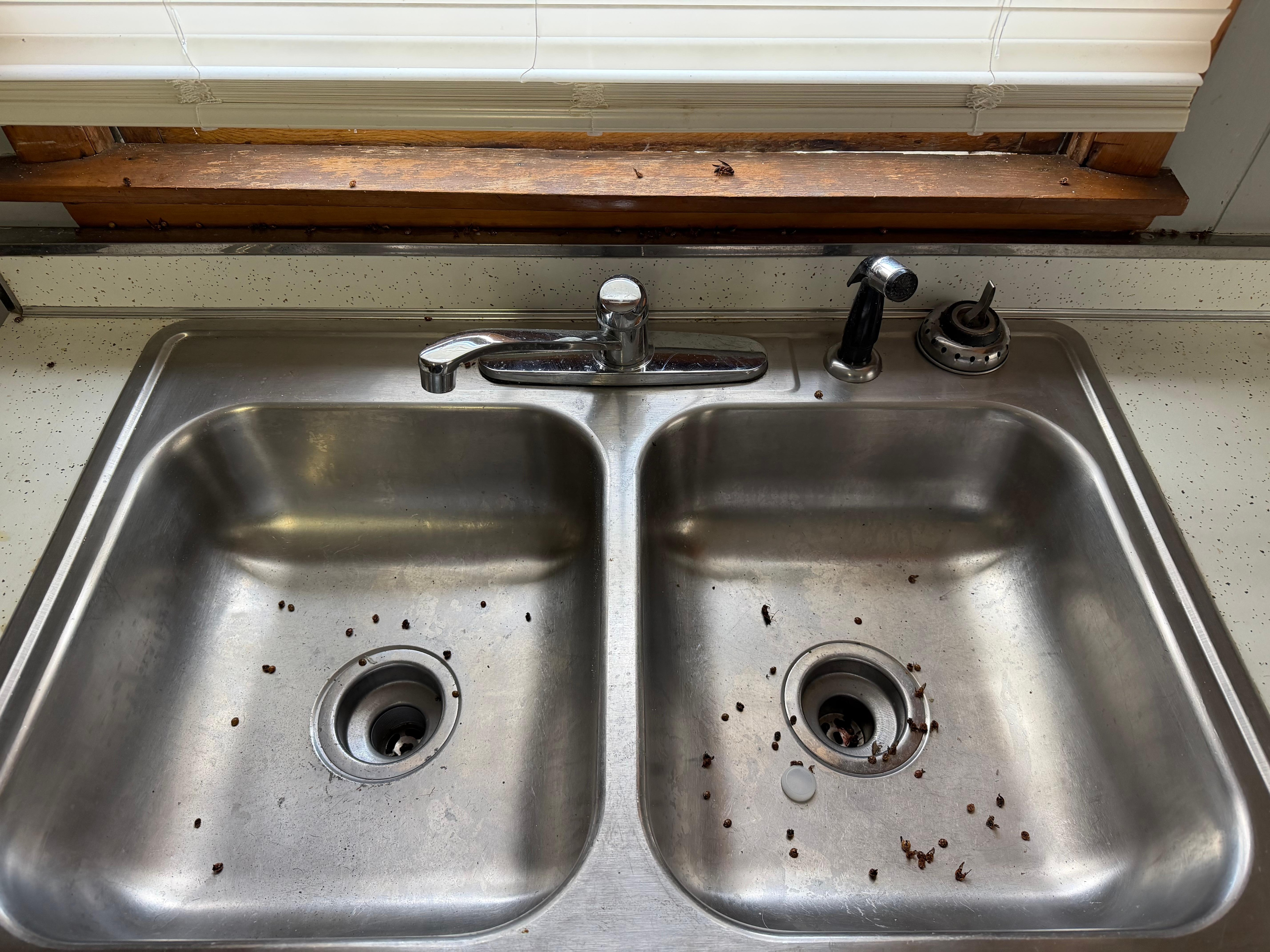 Sink full of dead bugs 