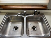 Sink full of dead bugs